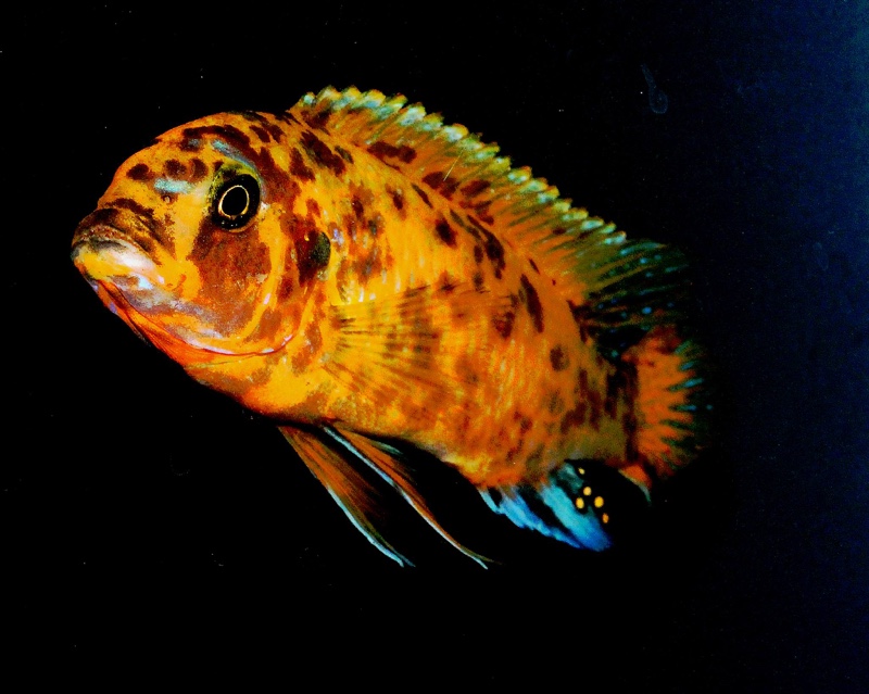 Maylandia sp. 'zebra gold' Nkhata Bay